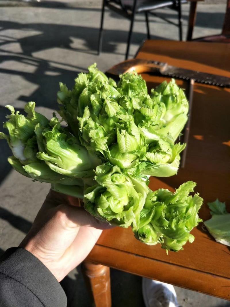 早熟儿菜上市了要货的老板赶紧预定量大从优