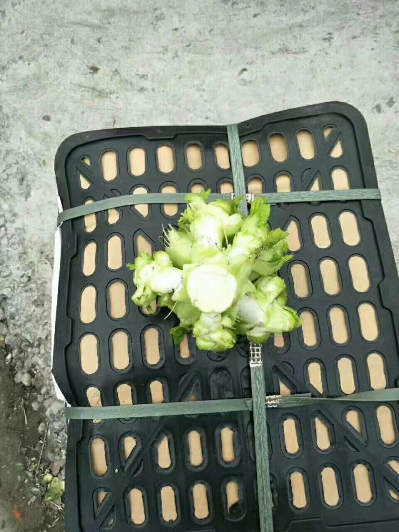 早熟儿菜上市了要货的老板赶紧预定量大从优