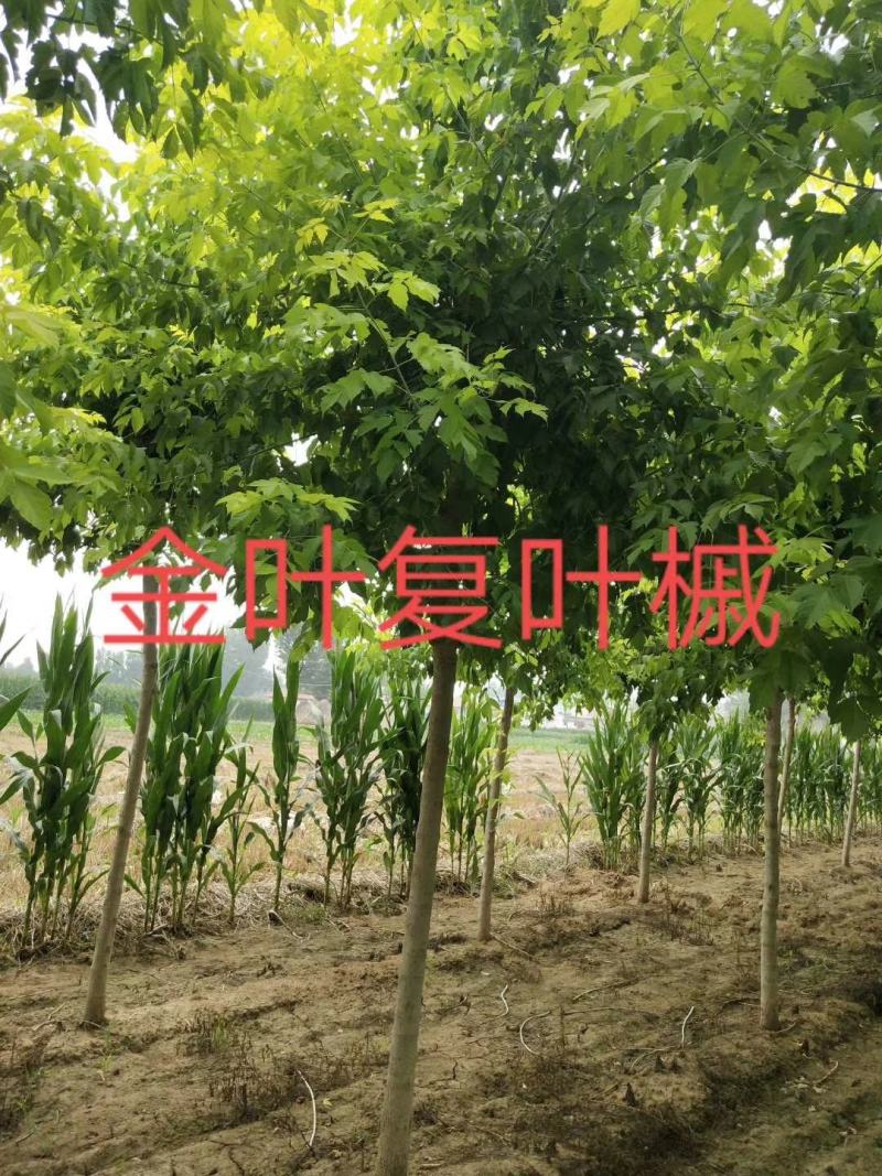 金叶复叶槭，4.5.6.7.8公分，2万余棵，质优