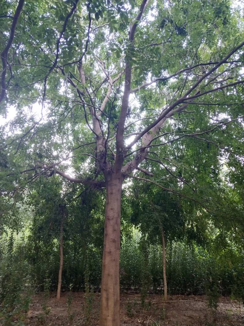 皂角树，基地直供各种规格皂角树，欢迎进店联系