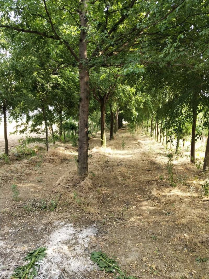 皂角树，基地直供各种规格皂角树，欢迎进店联系