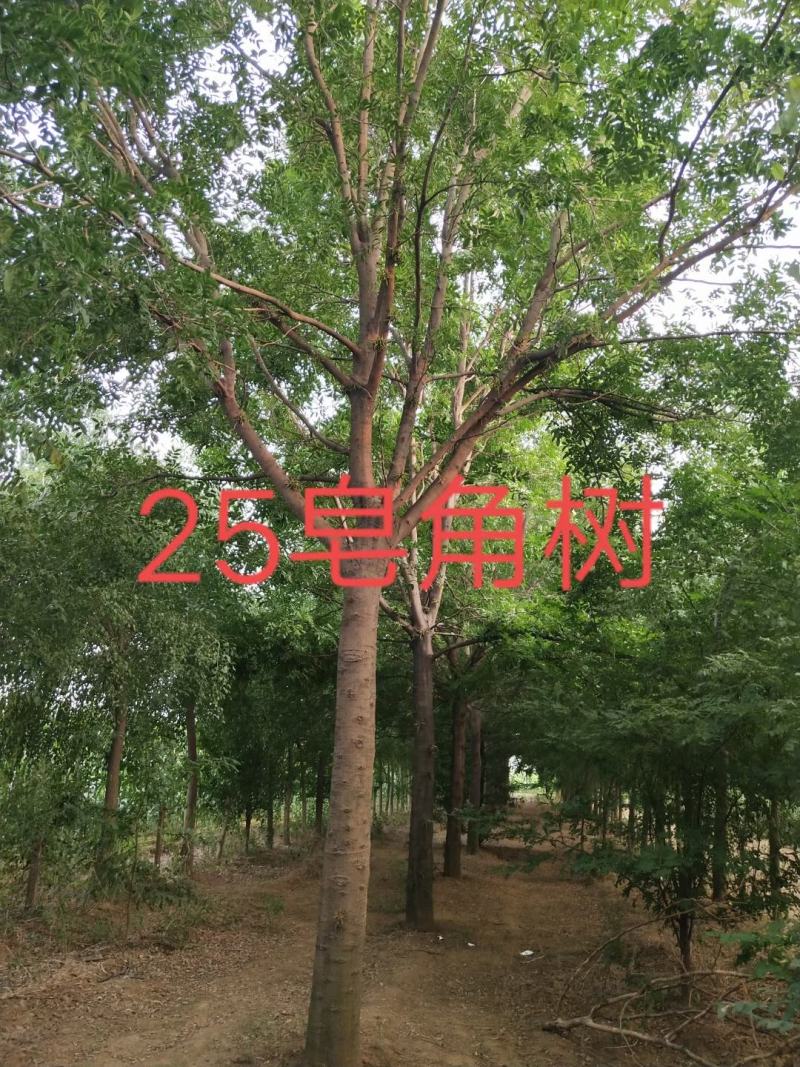 皂角树，基地直供各种规格皂角树，欢迎进店联系