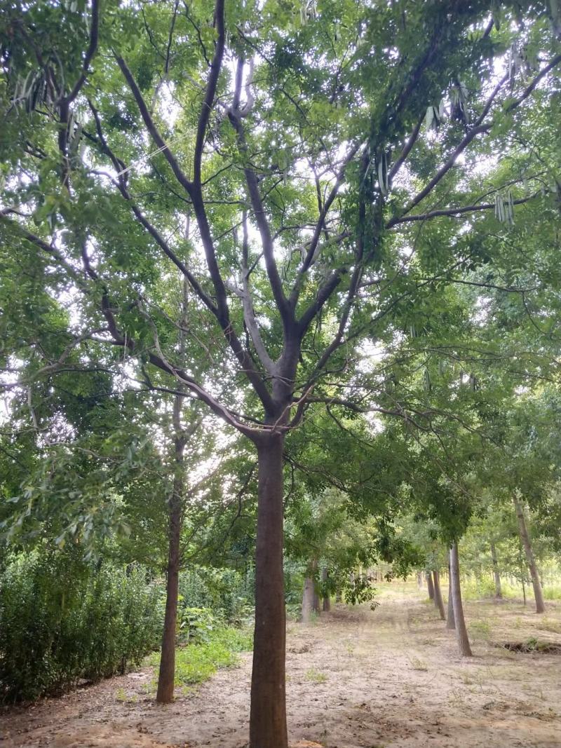 皂角树，基地直供各种规格皂角树，欢迎进店联系