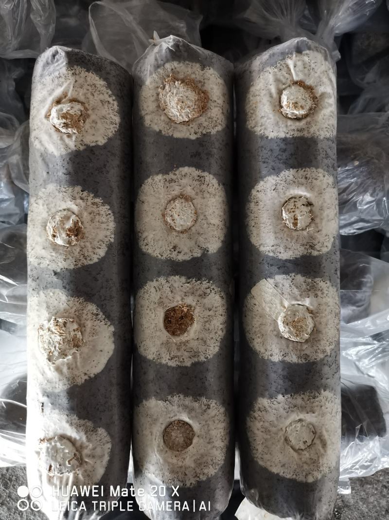 出口级香菇香菇菌棒食用菌纯苹果木菌棒果木菌包