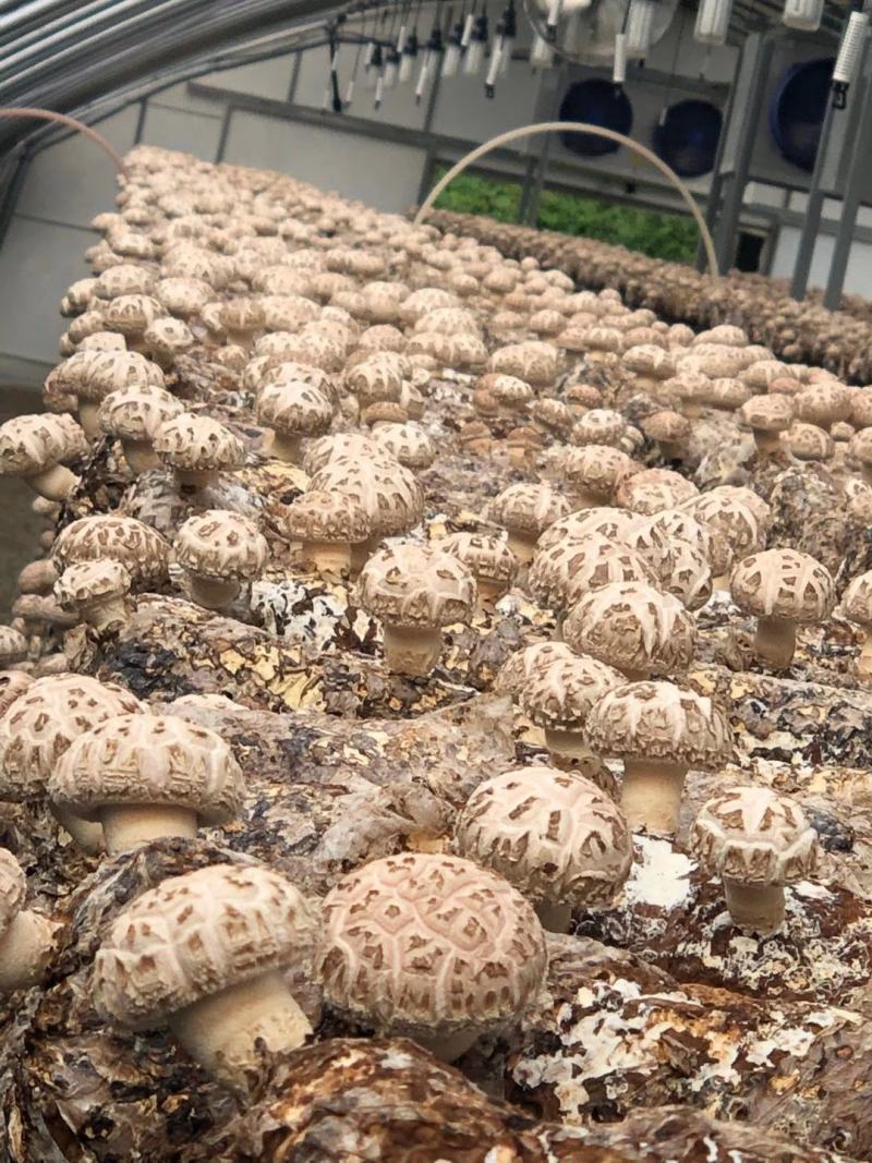 出口级香菇香菇菌棒食用菌纯苹果木菌棒果木菌包