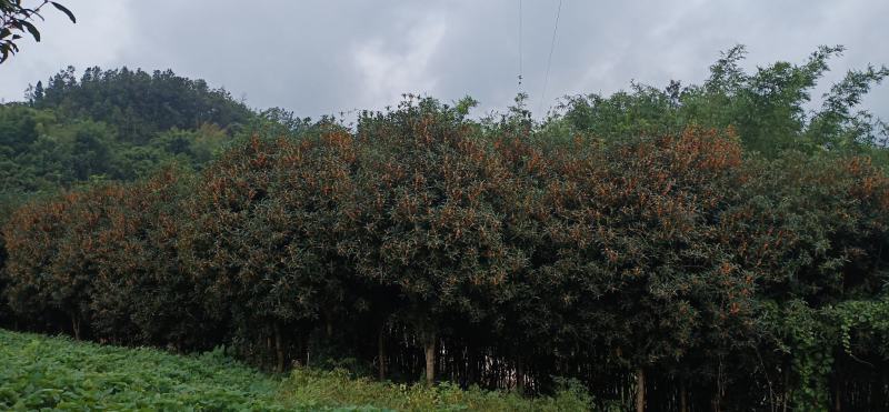 金桂大量出货价格面议，给钱就卖，包上车买到就赚到，处理了