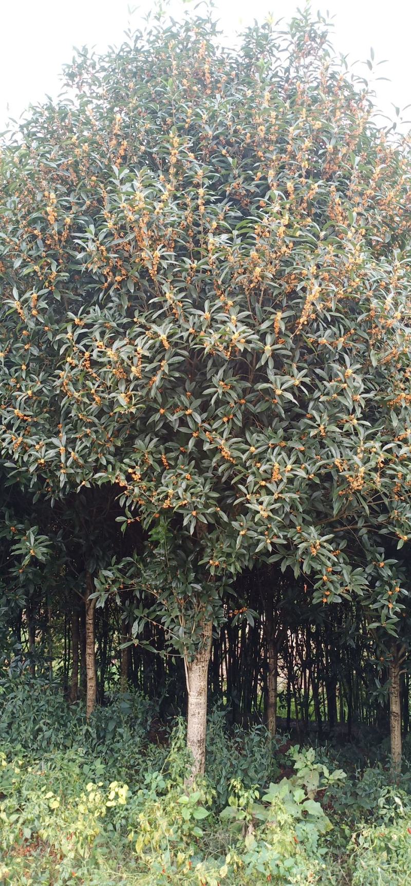 金桂大量出货价格面议，给钱就卖，包上车买到就赚到，处理了