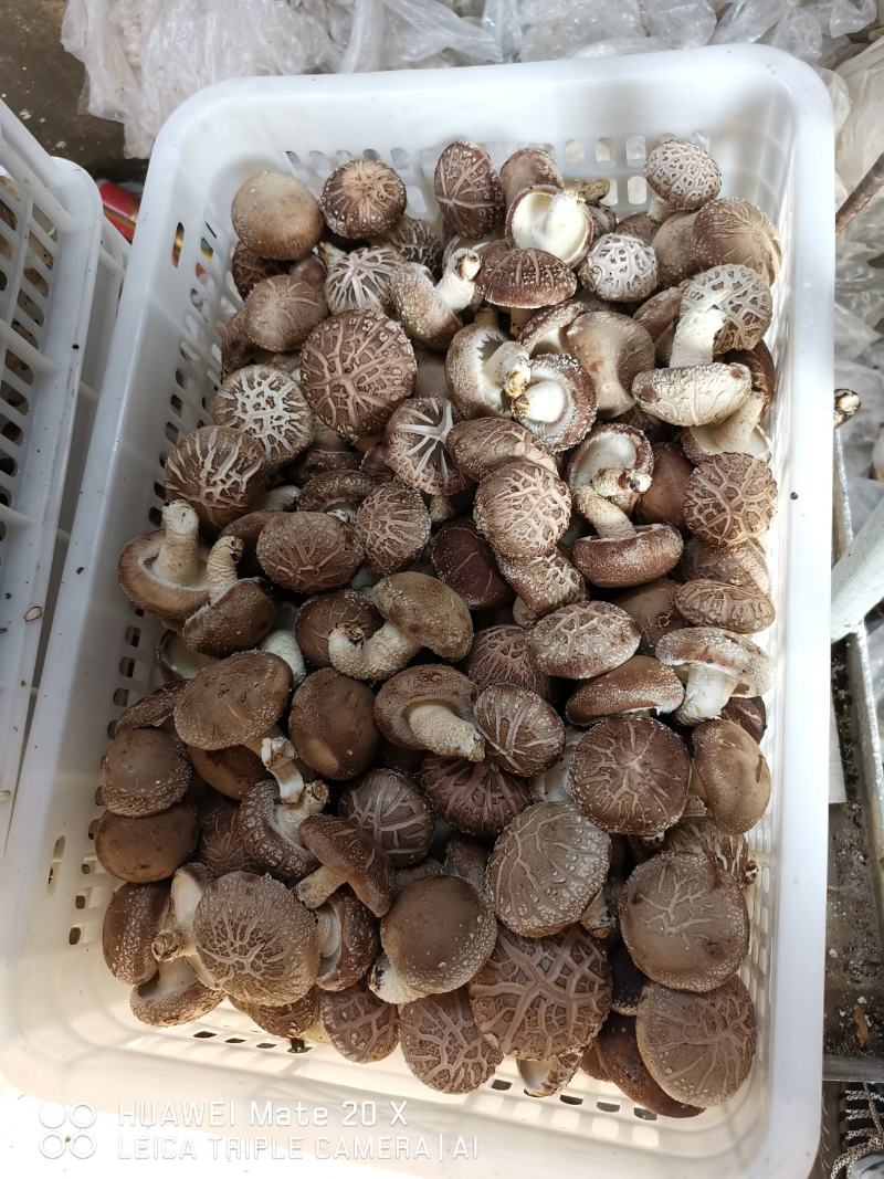 出口级香菇香菇菌棒食用菌纯苹果木菌棒果木菌包