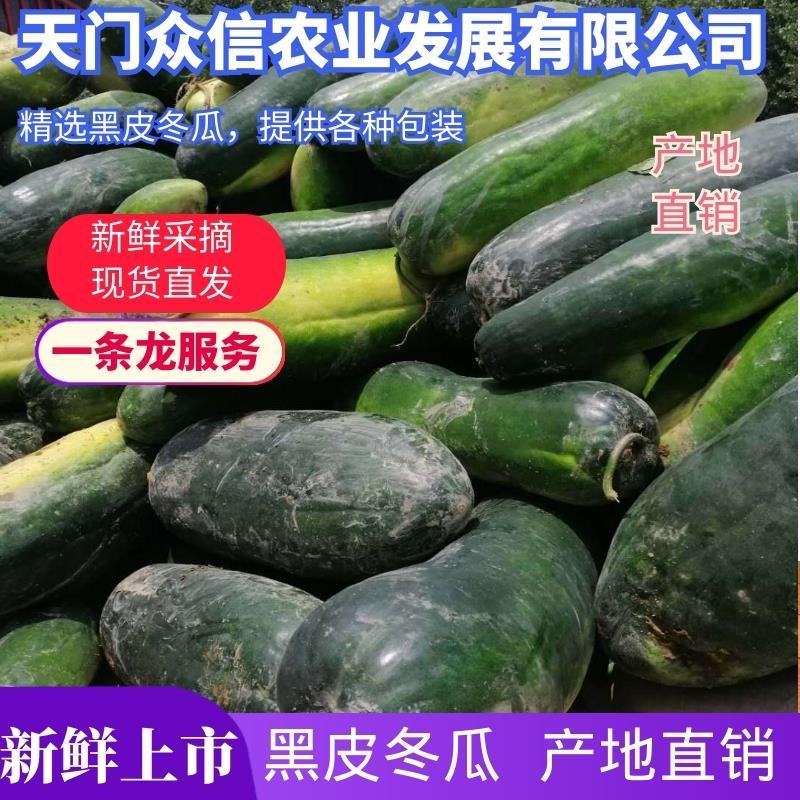 菜用糖用黑皮冬瓜出货中，质量可靠，代收代发，欢迎下单