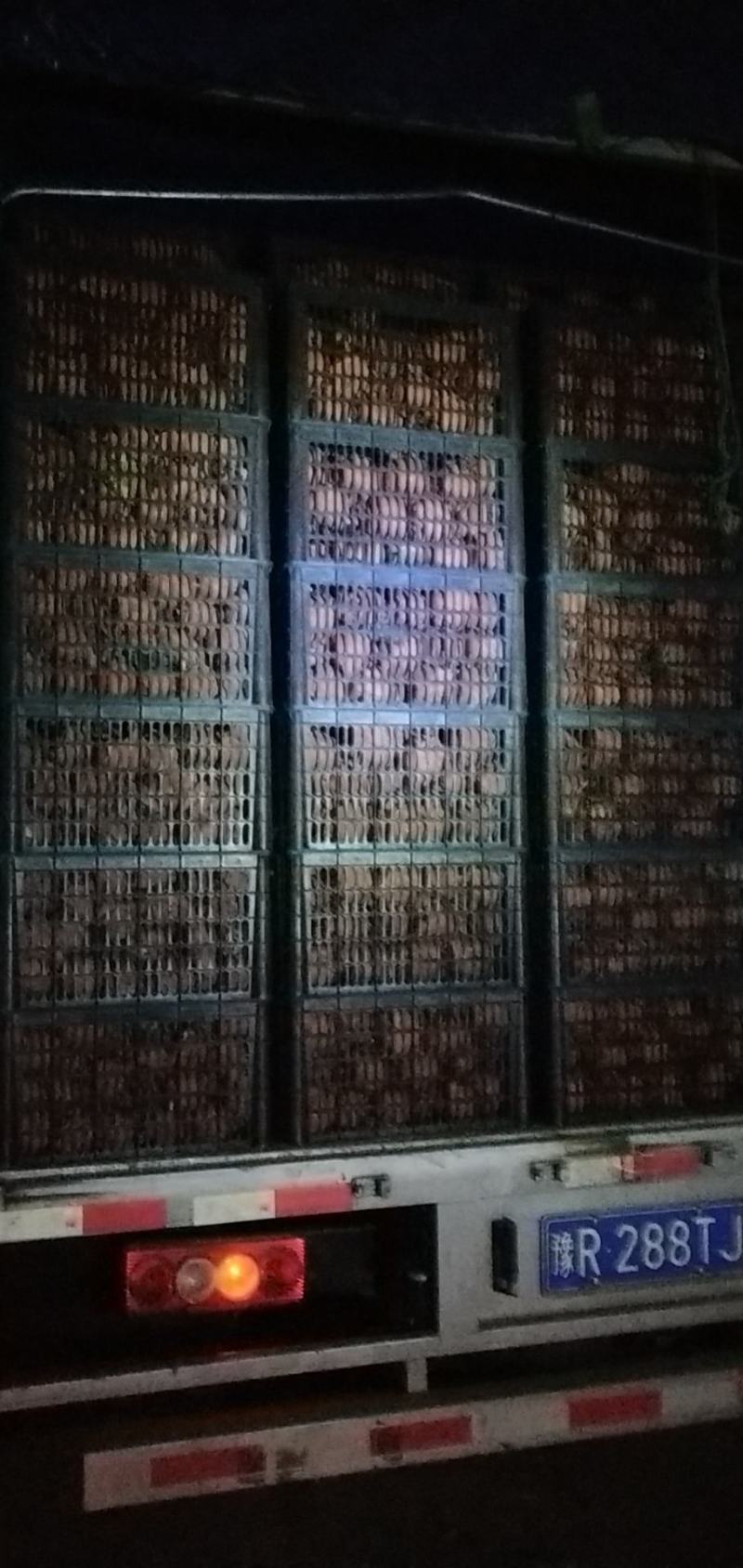 方城博望黄金梨口感好，含糖量高。冷库精品果大量供应。