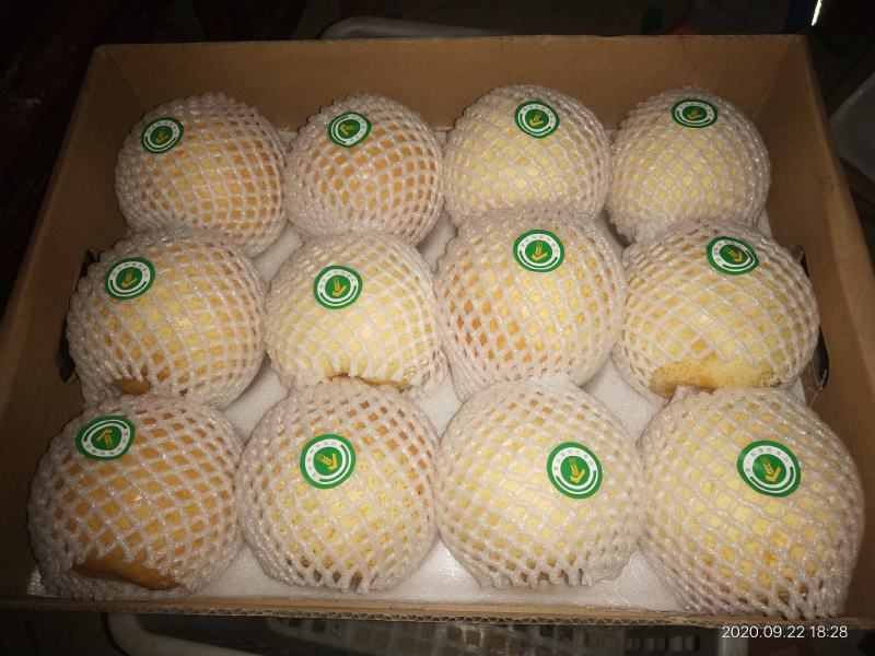方城博望黄金梨口感好，含糖量高。冷库精品果大量供应。