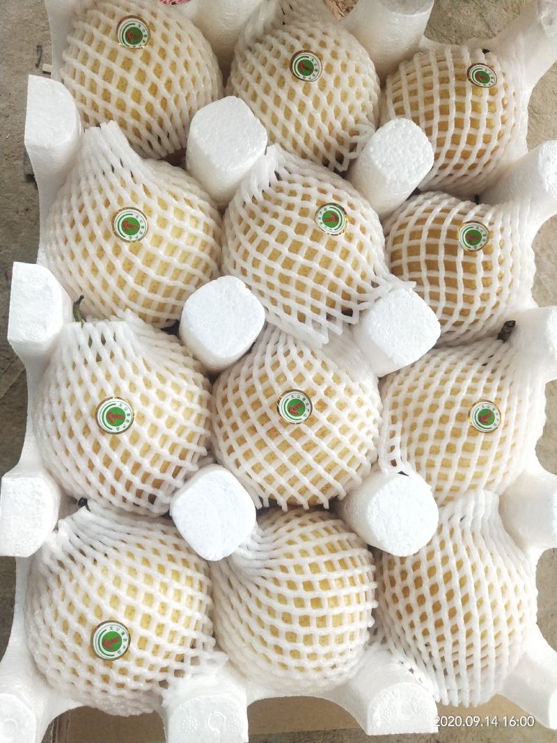方城博望黄金梨口感好，含糖量高。冷库精品果大量供应。