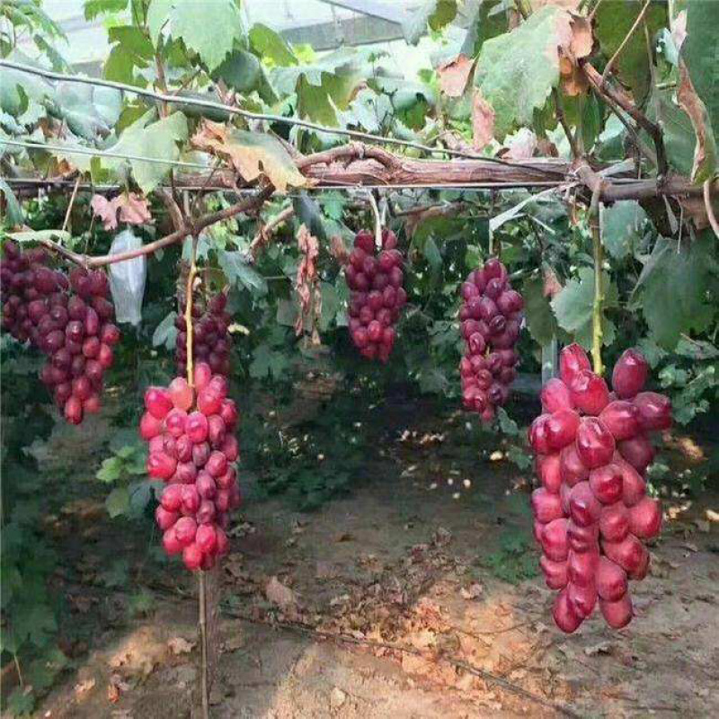 浪漫红颜葡萄苗基地现挖现发南北方种植包成活技术放心苗