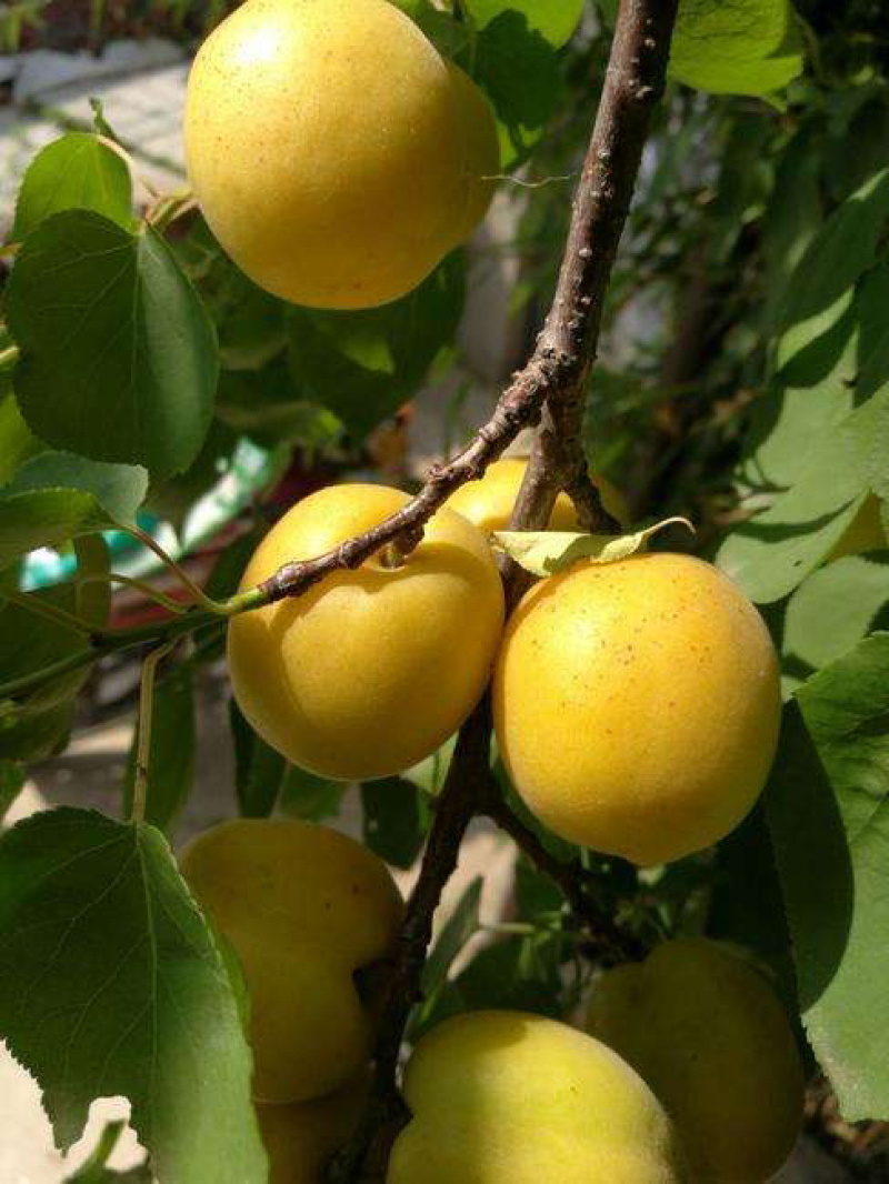 嫁接荷兰香蜜杏苗基地直销包成活技术南北方种植放心苗