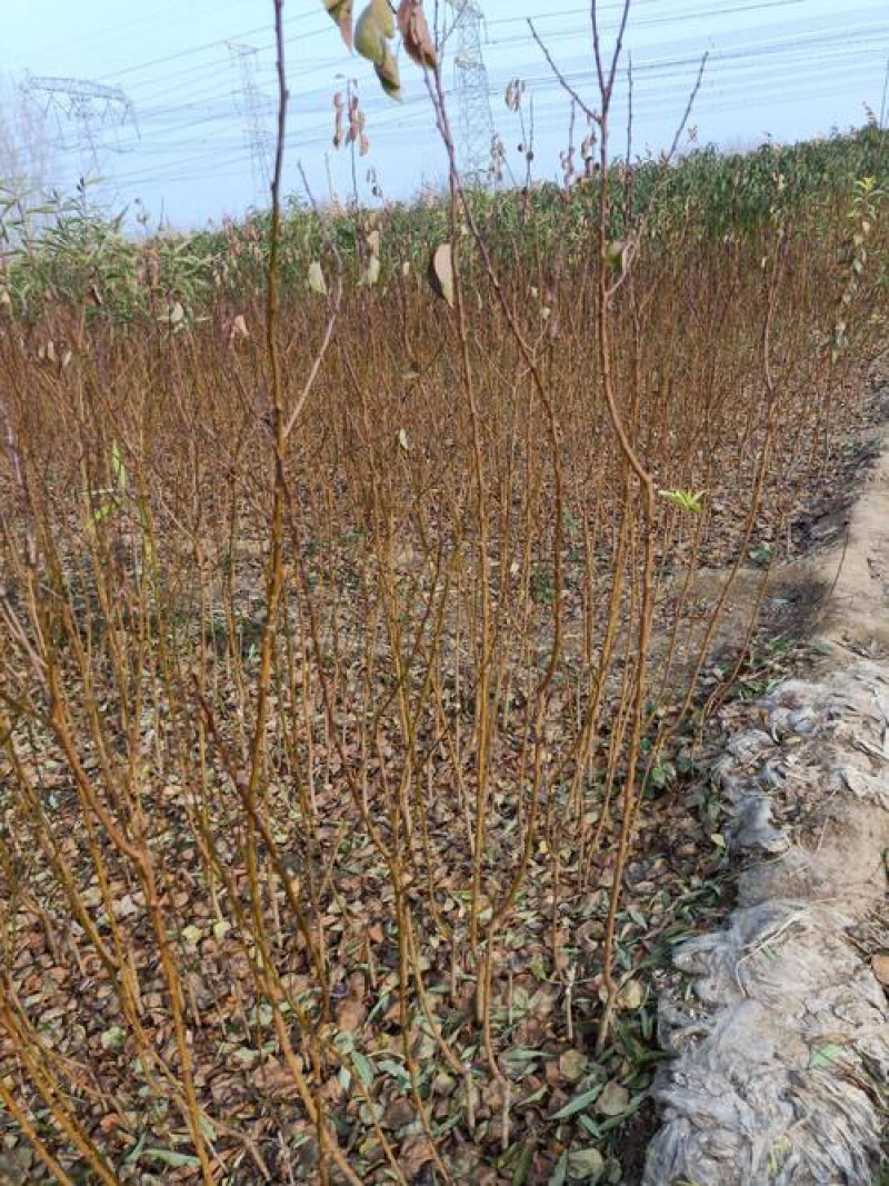 嫁接荷兰香蜜杏苗基地直销包成活技术南北方种植放心苗