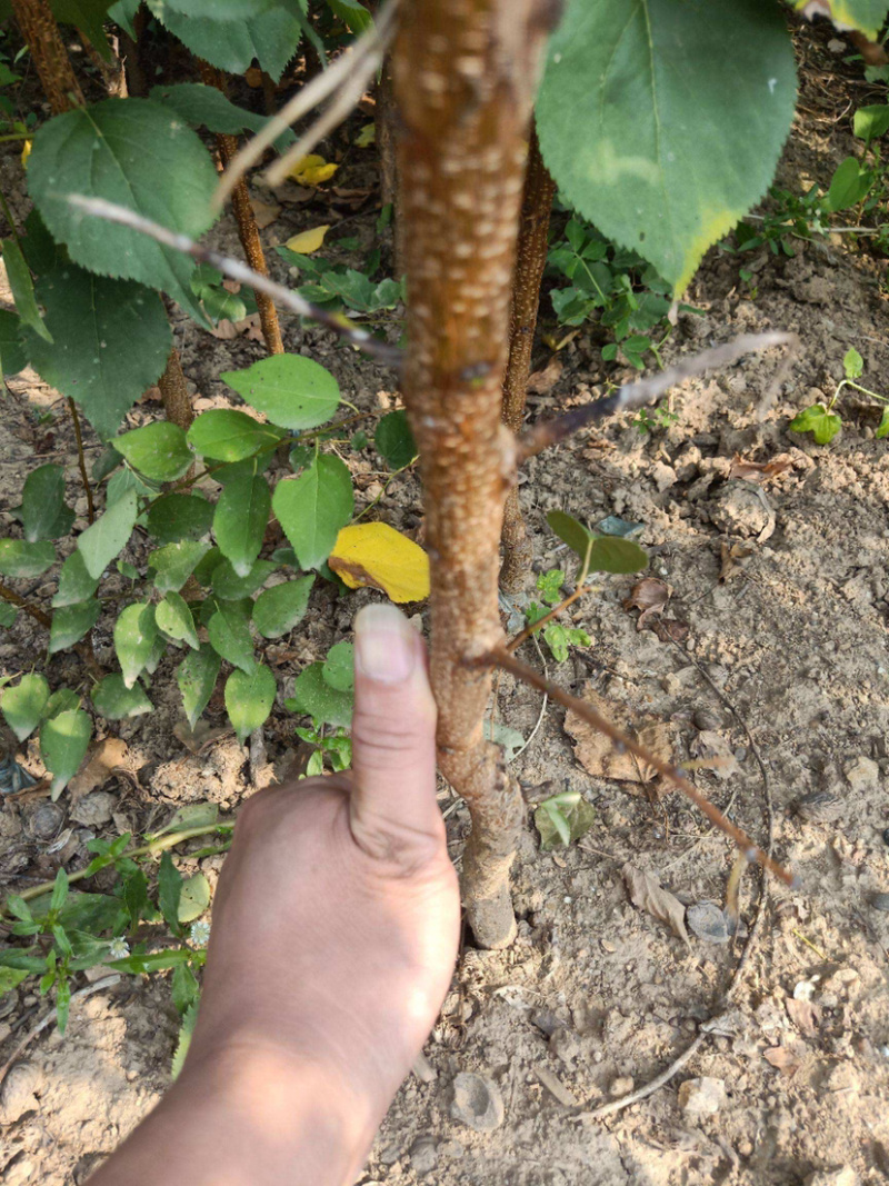 嫁接荷兰香蜜杏苗基地直销包成活技术南北方种植放心苗