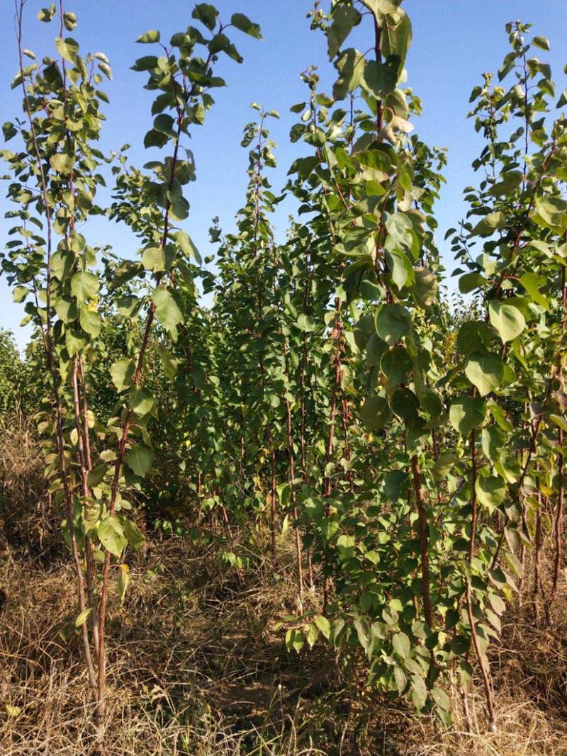 嫁接荷兰香蜜杏苗基地直销包成活技术南北方种植放心苗