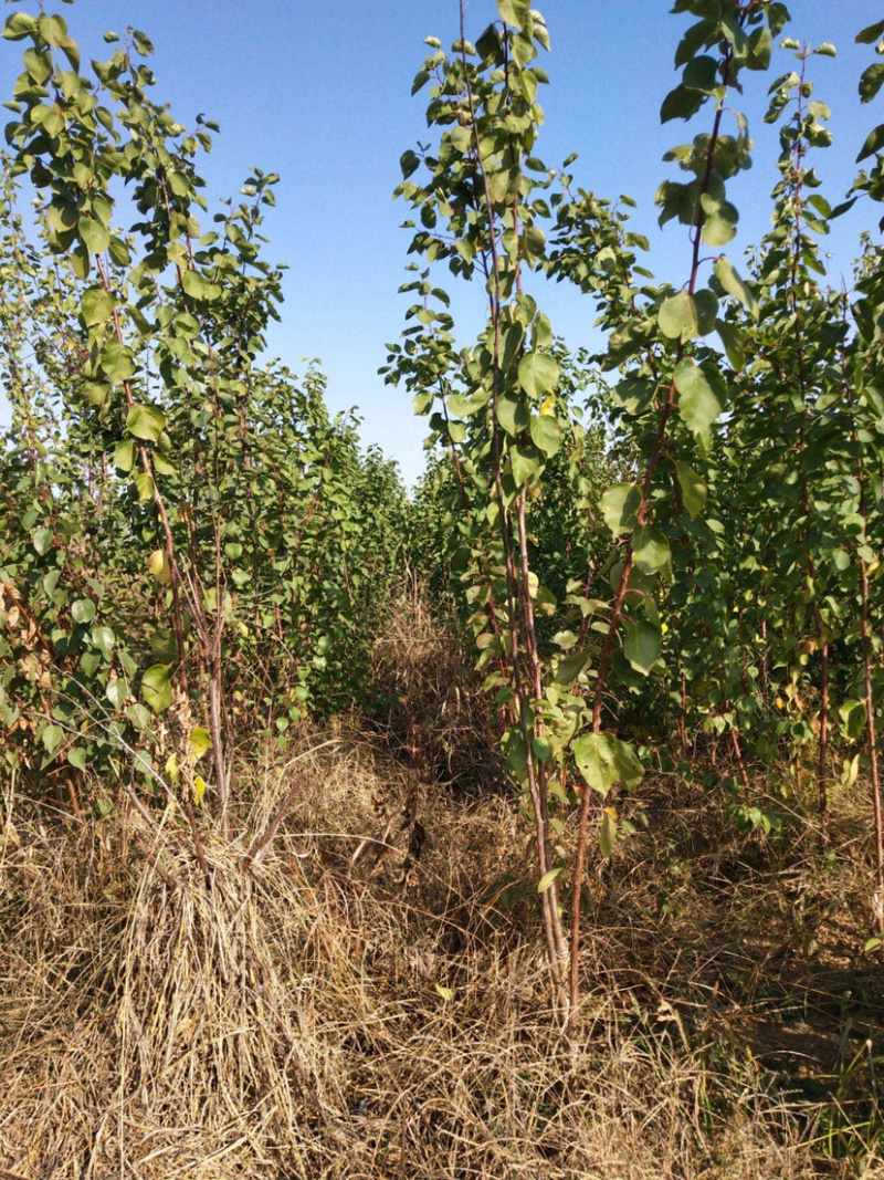 嫁接荷兰香蜜杏苗基地直销包成活技术南北方种植放心苗