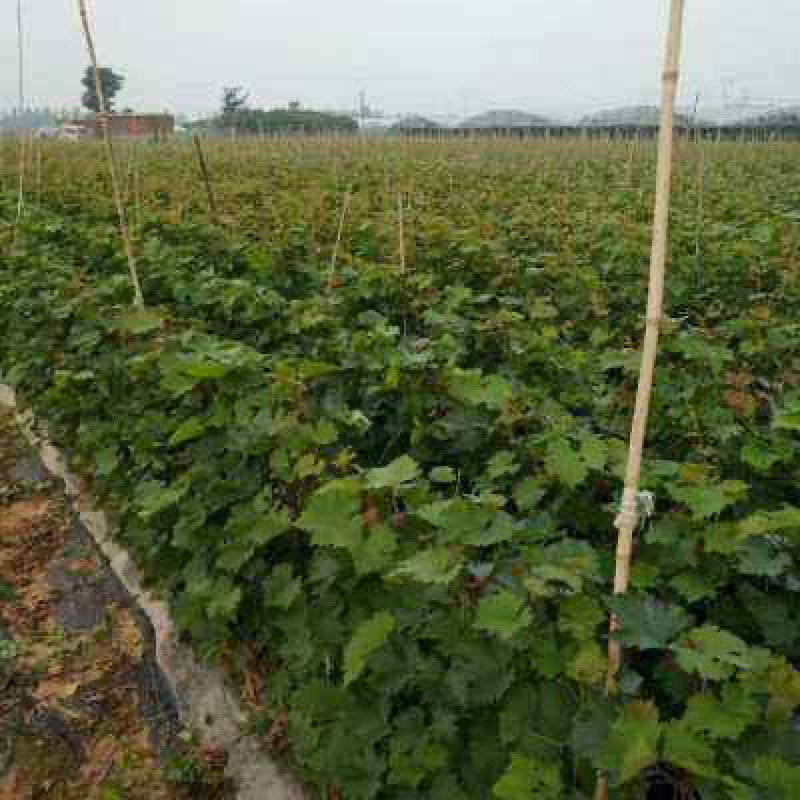 巨盛一号葡萄苗基地直销包成活技术南北方种植放心苗