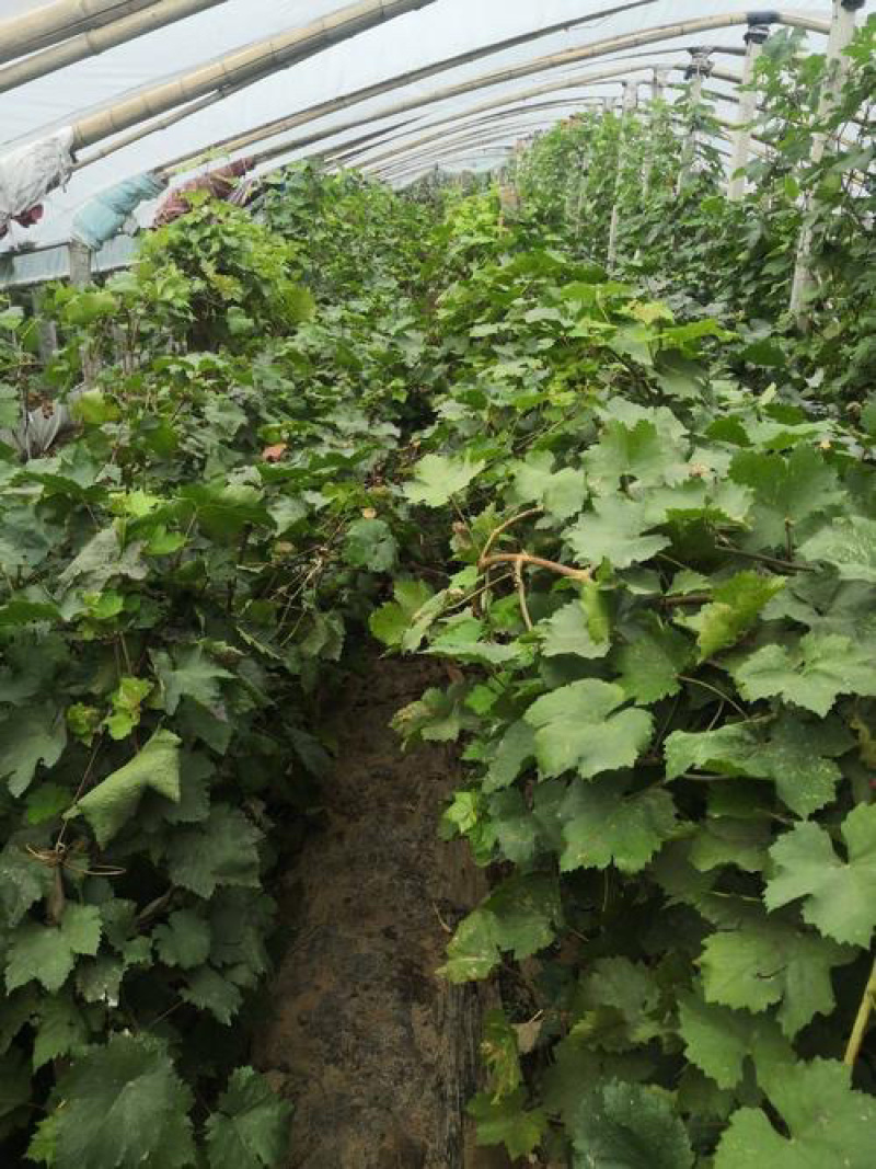 巨盛一号葡萄苗基地直销包成活技术南北方种植放心苗