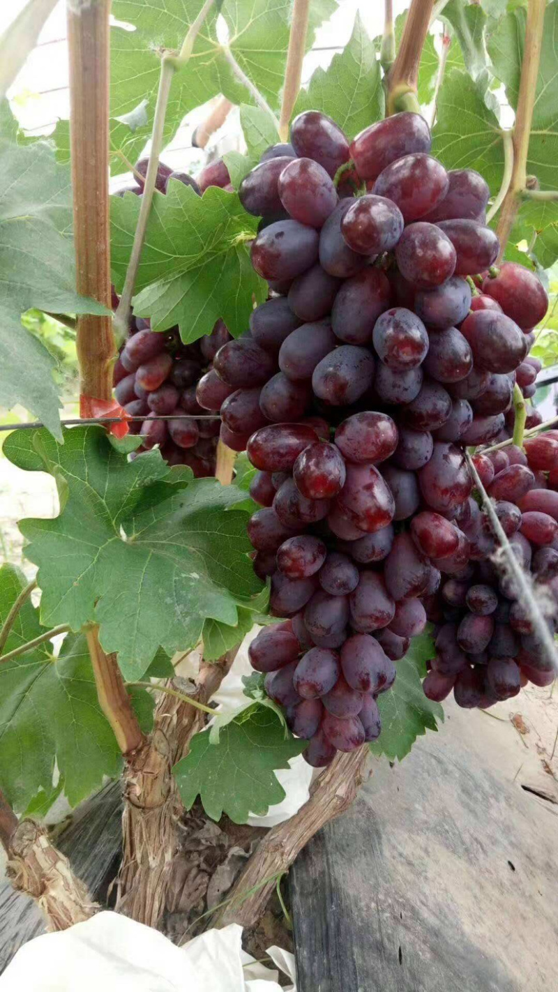 巨盛一号葡萄苗基地直销包成活技术南北方种植放心苗