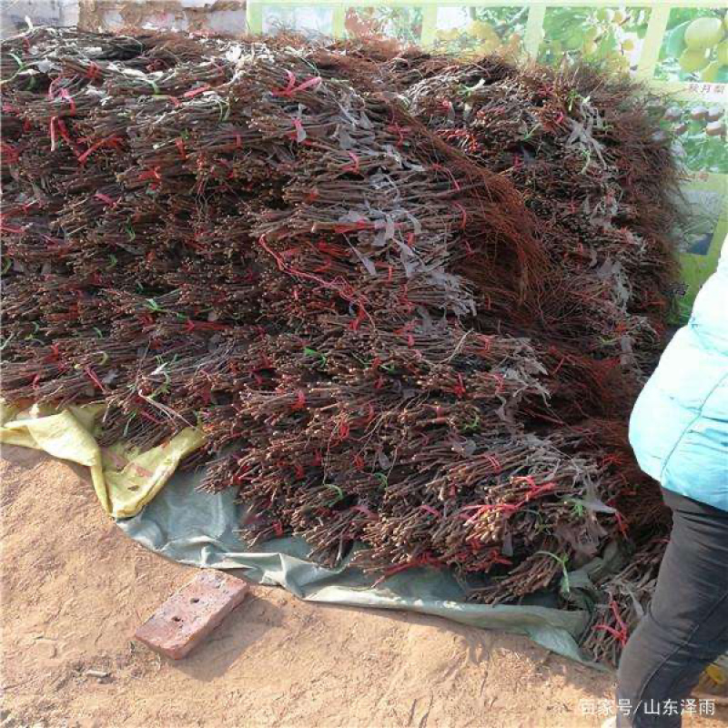 巨盛一号葡萄苗基地直销包成活技术南北方种植放心苗
