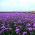 马鞭草种子柳叶阔叶马鞭草花卉种籽花海庭院多年生花种子四季