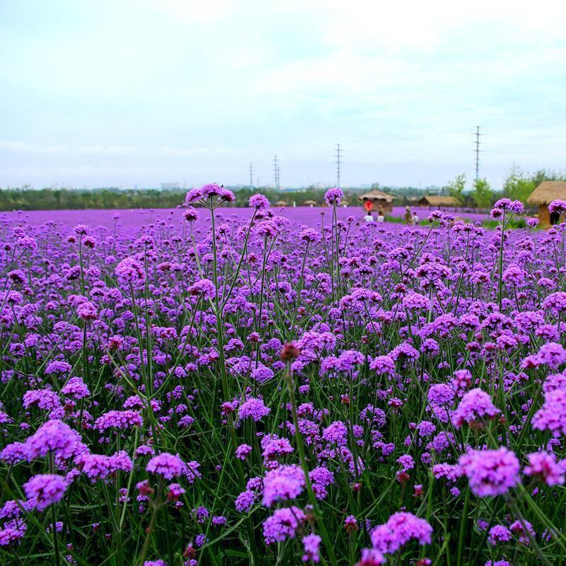 马鞭草种子柳叶阔叶马鞭草花卉种籽花海庭院多年生花种子四季