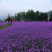 马鞭草种子柳叶阔叶马鞭草花卉种籽花海庭院多年生花种子四季