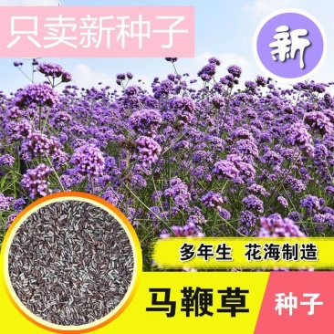 马鞭草种子柳叶阔叶马鞭草花卉种籽花海庭院多年生花种子四季