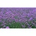 马鞭草种子柳叶阔叶马鞭草花卉种籽花海庭院多年生花种子四季