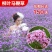 马鞭草种子柳叶阔叶马鞭草花卉种籽花海庭院多年生花种子四季