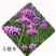 马鞭草种子柳叶阔叶马鞭草花卉种籽花海庭院多年生花种子四季