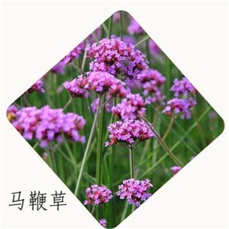 马鞭草种子柳叶阔叶马鞭草花卉种籽花海庭院多年生花种子四季