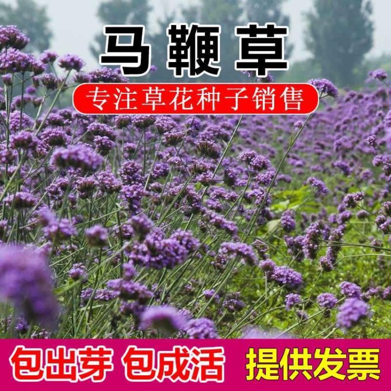 马鞭草种子柳叶阔叶马鞭草花卉种籽花海庭院多年生花种子四季