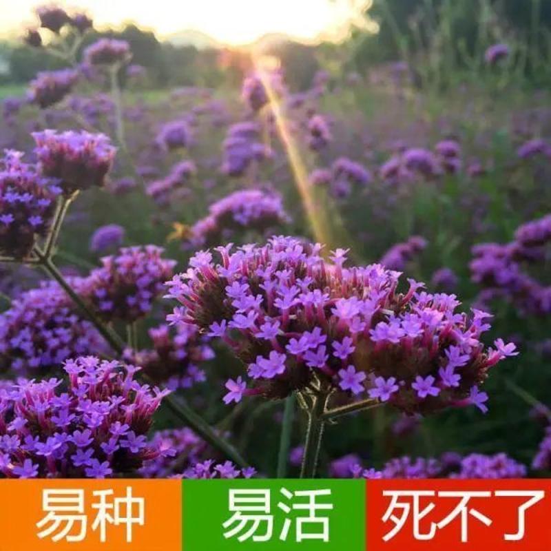 马鞭草种子柳叶阔叶马鞭草花卉种籽花海庭院多年生花种子四季