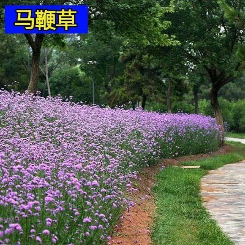 马鞭草种子柳叶阔叶马鞭草花卉种籽花海庭院多年生花种子四季