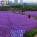 马鞭草种子柳叶阔叶马鞭草花卉种籽花海庭院多年生花种子四季