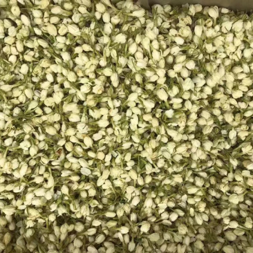 茉莉花正品新货茉莉花干净漂亮