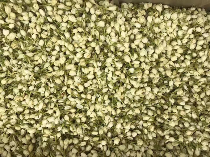 茉莉花正品新货茉莉花干净漂亮