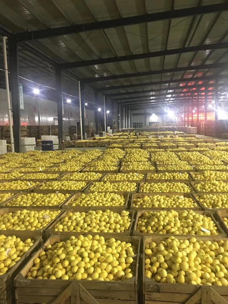 黄柠檬全年国内外线上线下实力供货，品质保证，资质一应齐备