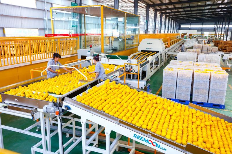 黄柠檬全年国内外线上线下实力供货，品质保证，资质一应齐备
