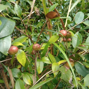 贵州野生山茶果白花小籽油率高油色好包上车