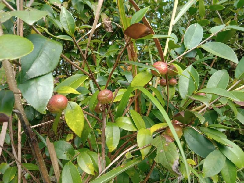 贵州野生山茶果白花小籽油率高油色好包上车