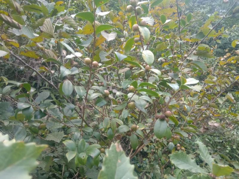 贵州野生山茶果白花小籽油率高油色好包上车