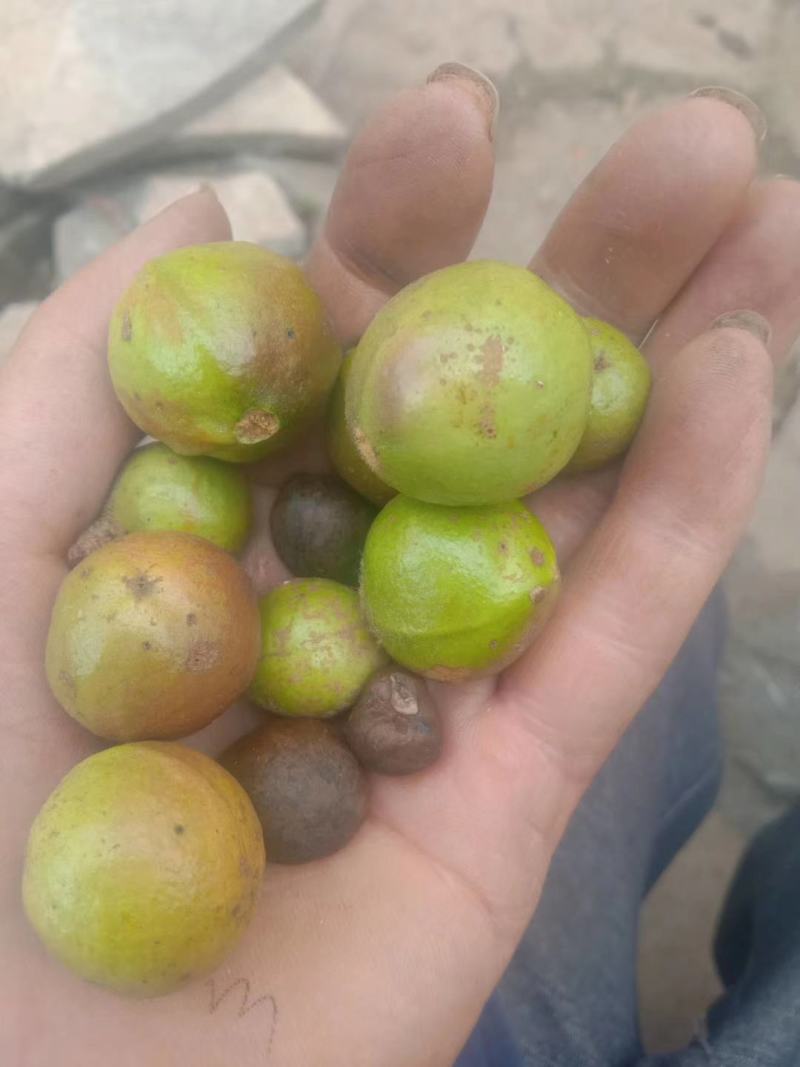 贵州野生山茶果白花小籽油率高油色好包上车