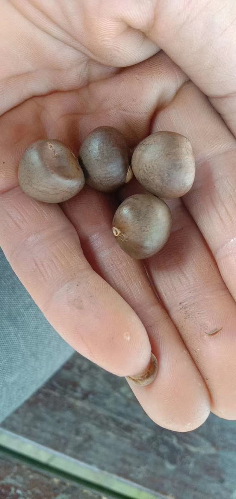 贵州绿茶茶叶果茶叶籽