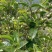 贵州绿茶茶叶果茶叶籽