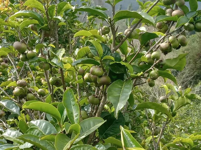 贵州绿茶茶叶果茶叶籽