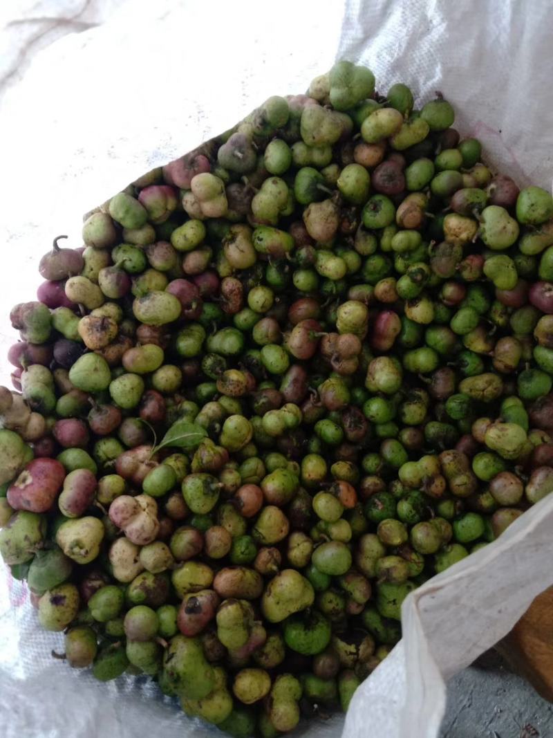 贵州绿茶茶叶果茶叶籽